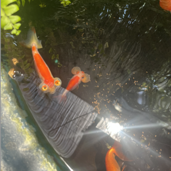 YURICO